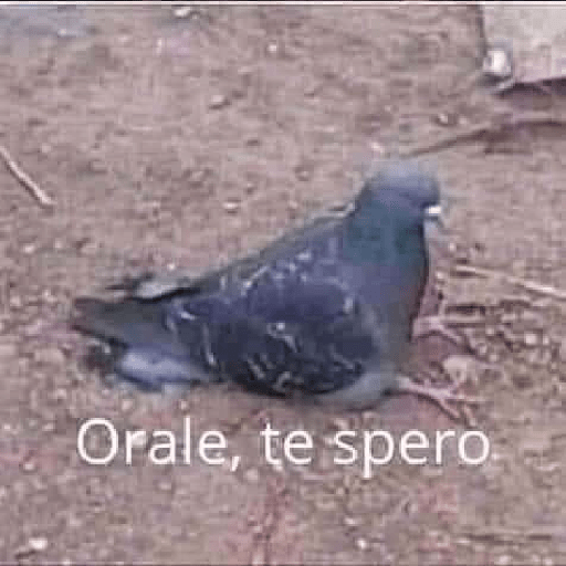 Memes randoms 10