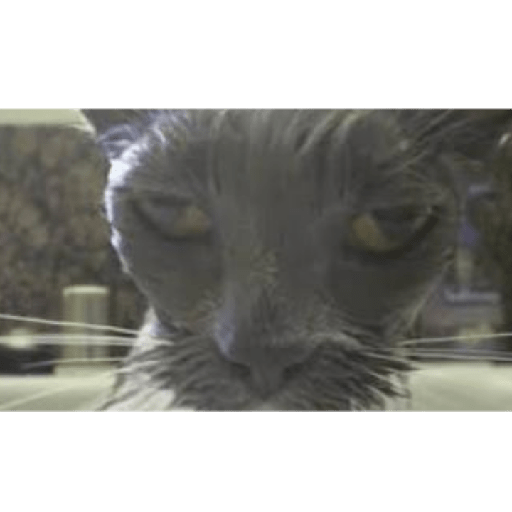 Animales xd 5