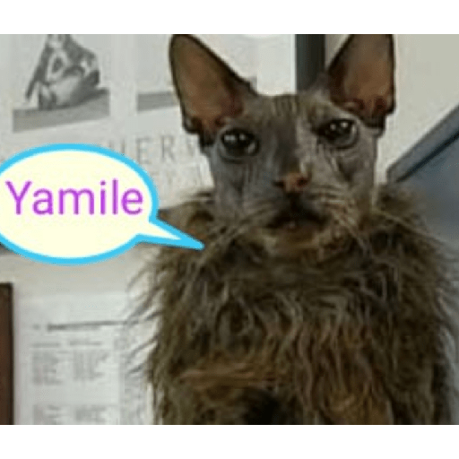 Animales xd 3