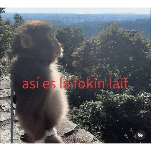 Monitos laif 2