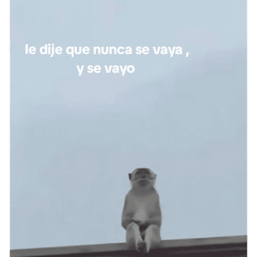 Monitos laif 11