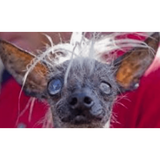 Animales xd 2