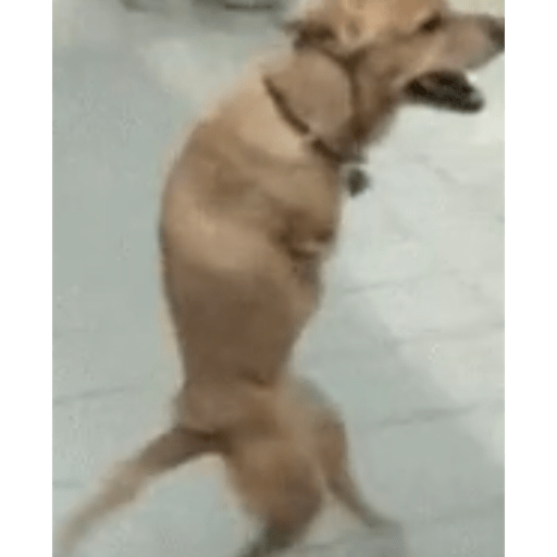 Perro sin brazos👻👻 2