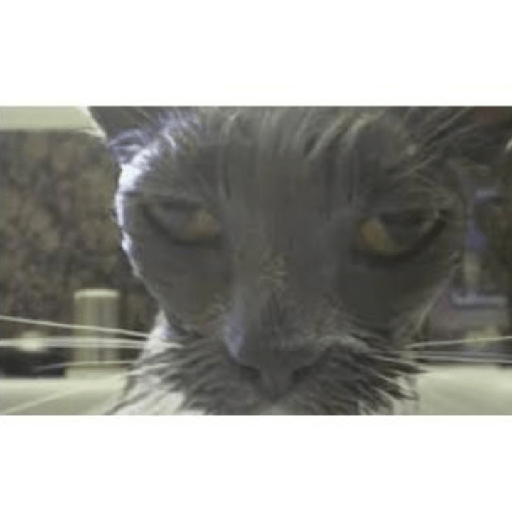 Animales xd 4