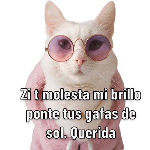Michis 🐱 12
