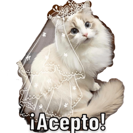 Michis 🐱 10