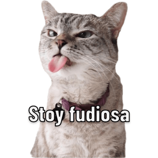 Michis 🐱 8