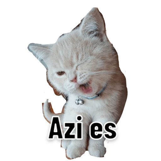 Michis 🐱 9