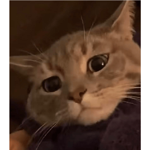 Gatitos 4