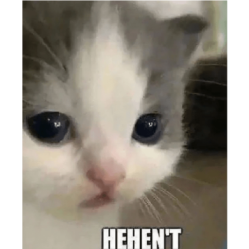 Cat 8
