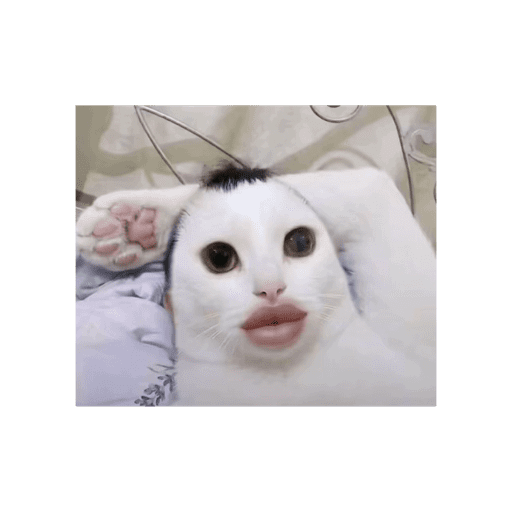 Risas  24