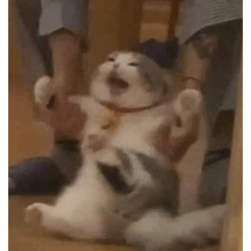 Memes pets 29