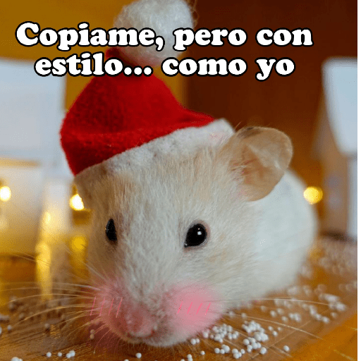 Hámsters No Copy Zone🐹✨ 28