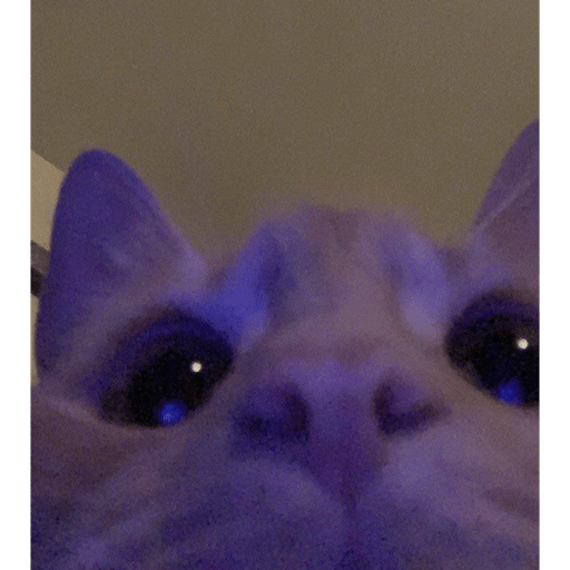 Memes pets 27