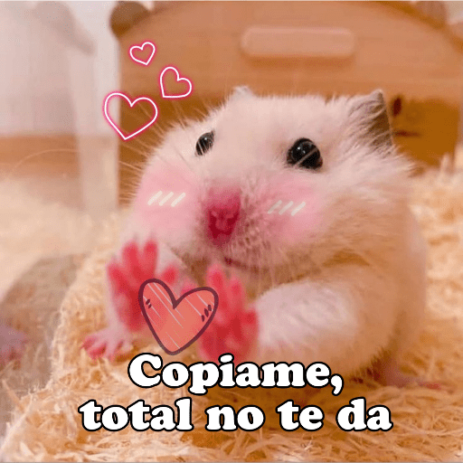 Hámsters No Copy Zone🐹✨ 24