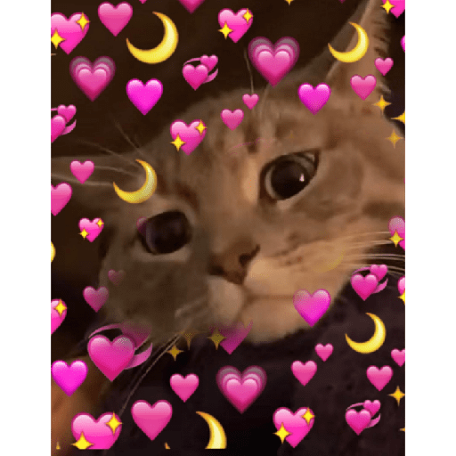 Gatitos 5