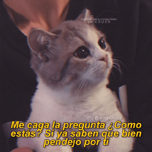 Gatitos 7