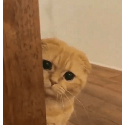 Memes pets 30
