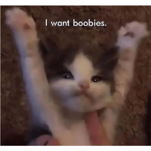 Cat 9