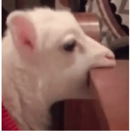 Memes pets 22