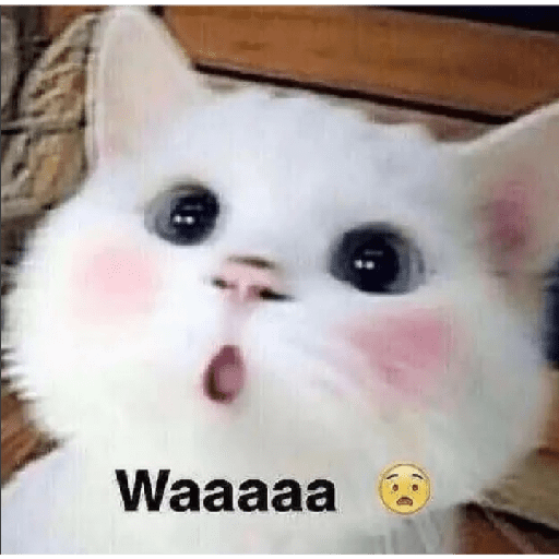 Cat 10