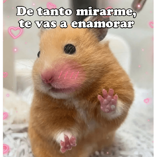 Hámsters No Copy Zone🐹✨ 22