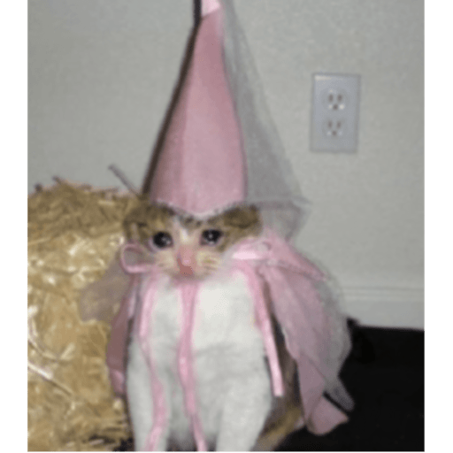 Memes pets 25