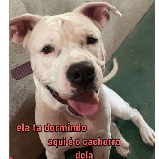 Ferreira  4