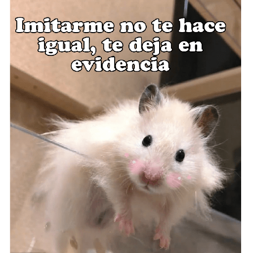 Hámsters No Copy Zone🐹✨ 27