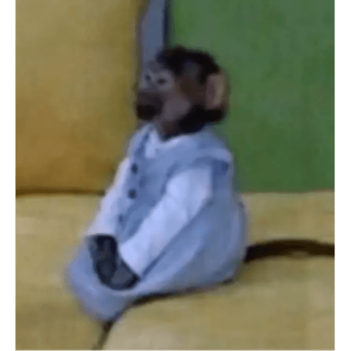 Memes pets 24
