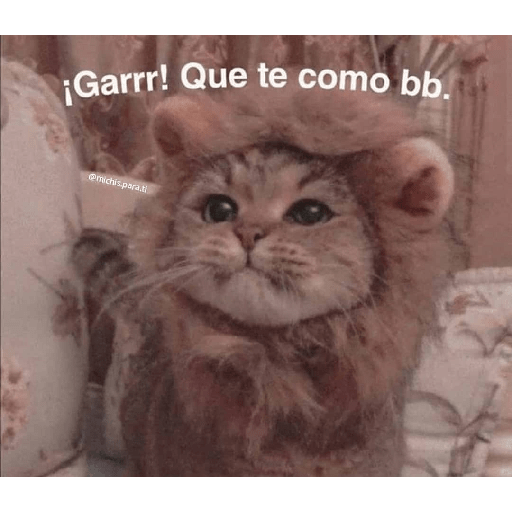 Gatitos 6