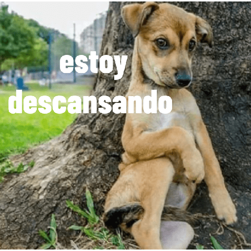 Perros graciosos 3 6