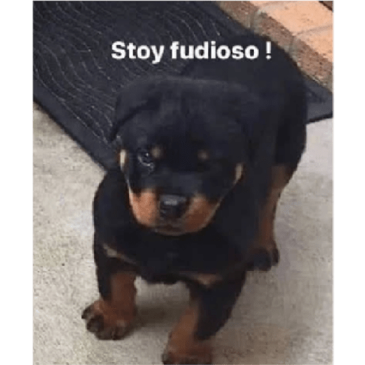 Perros graciosos 3 7