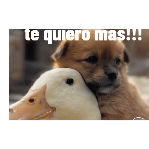Perros graciosos 3 9