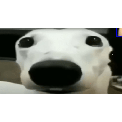 Perros graciosos 3 12