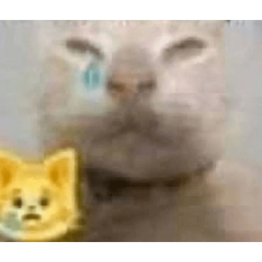 Miauzueiras 7