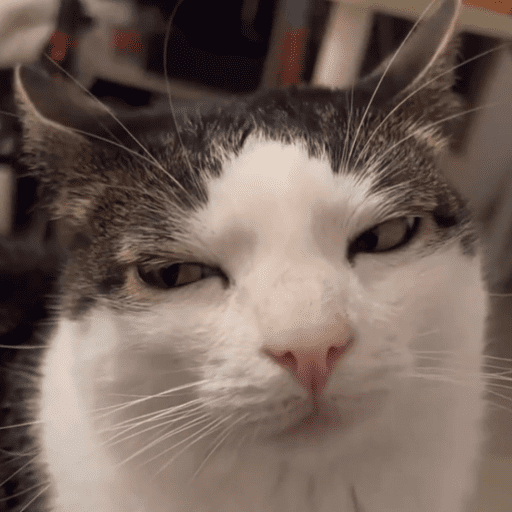 Cats 15