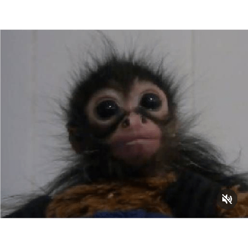 Monkeys 🐒 2