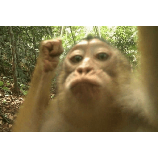 Monkeys 🐒 4