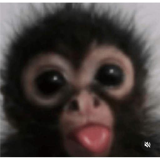 Monkeys 🐒 1