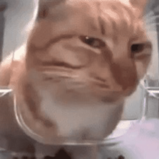 Cats 13
