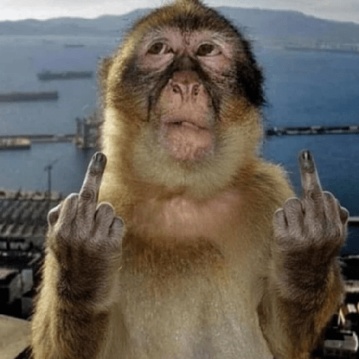 Macacos Engraçados😂🐒 12
