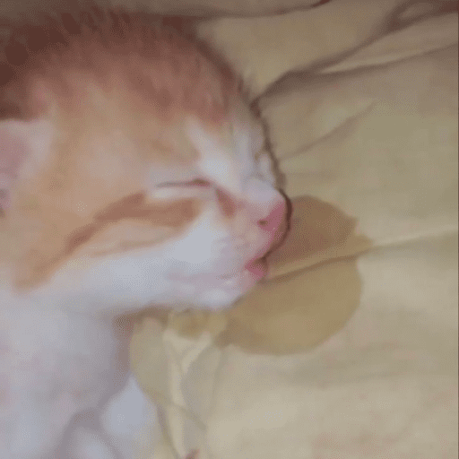 Cats 6