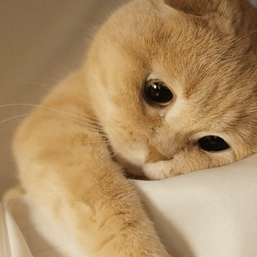 Cats 7