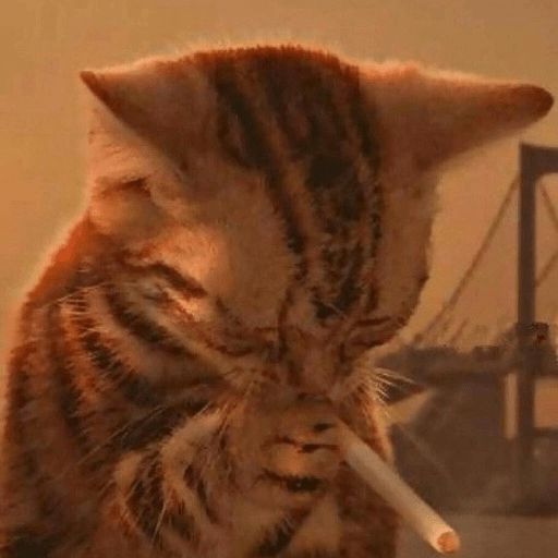 Kucing-Kucingan Lagi 4