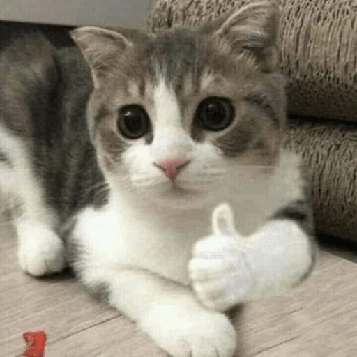 Kucing-Kucingan Lagi 13