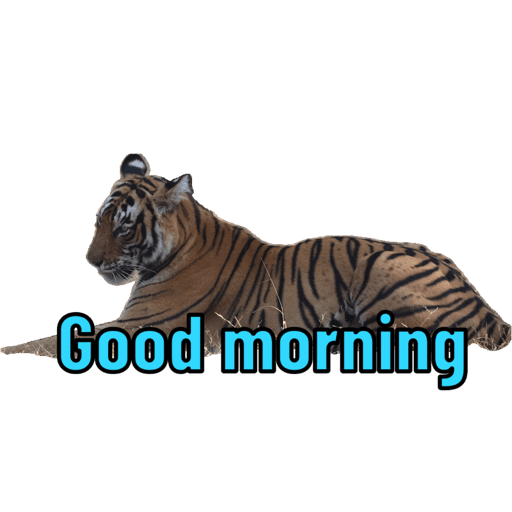 Good morning  28
