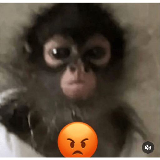 Monkeys 🐒 3