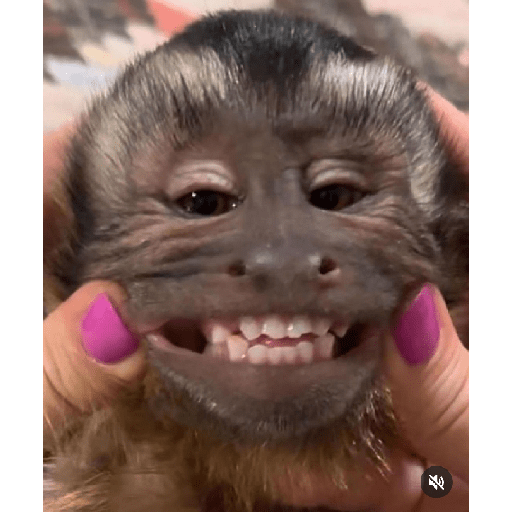 Monkeys 🐒 5