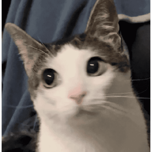 Gatitos 3 28